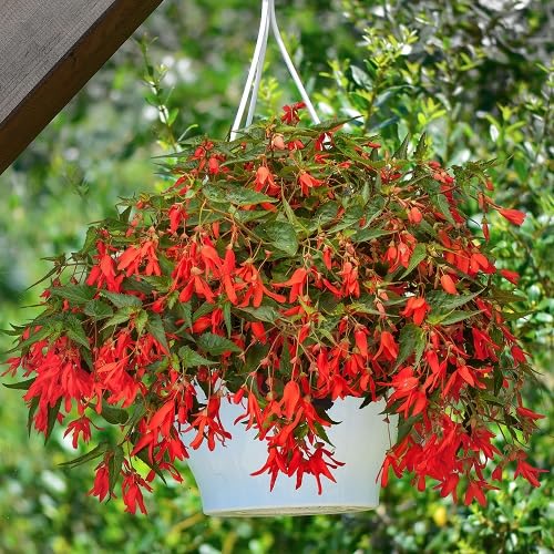 Boliviensis Blumensamen – Alte Sorte, gentechnikfrei, keimstark, Bio-Gartensamen zum Pflanzen