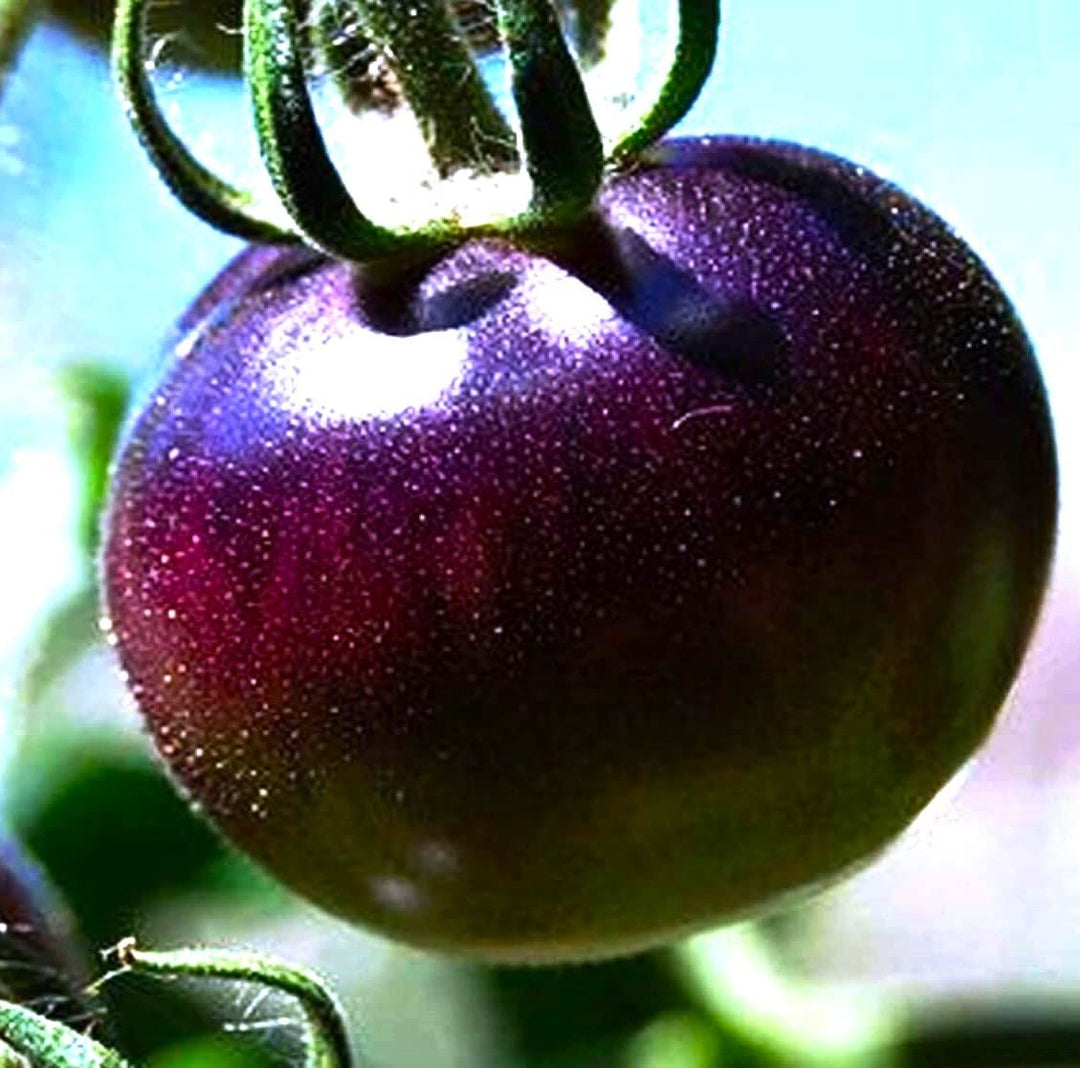 purple tomato flower seeds