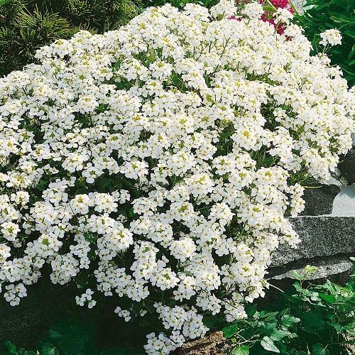 White Cress Flower Seeds – Heirloom, Non-GMO, High Germination Organic Garden Seeds for Planting
