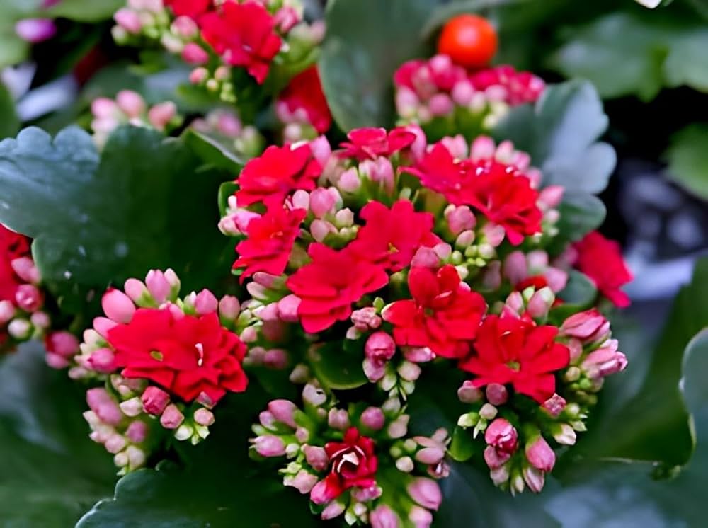 kalanchoe flower flower seeds
