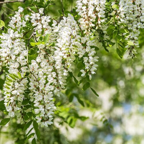 White Robinia Flower Seeds Heirloom Non-GMO High Germination Organic Garden Seeds for Planting