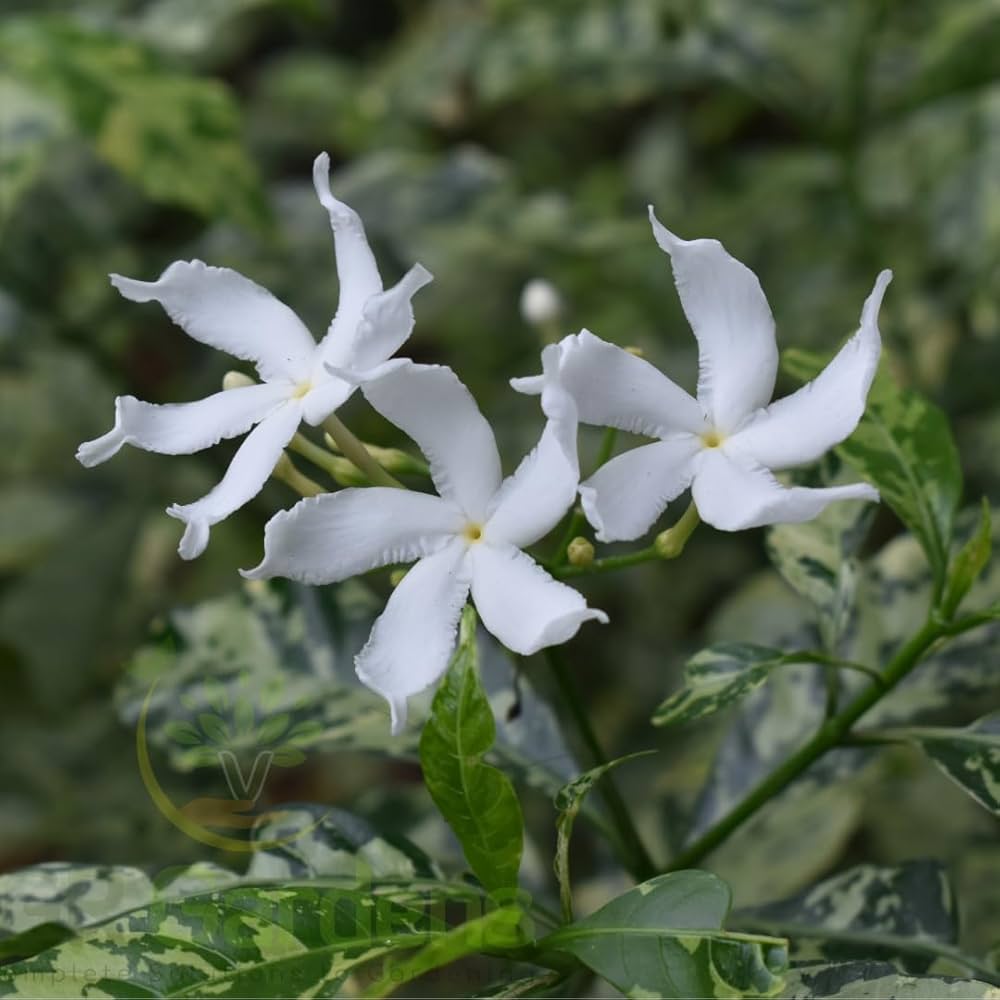 White Tabernaemontana Flower Seeds – Heirloom, Non-GMO, High Germination Organic Garden Seeds for Planting