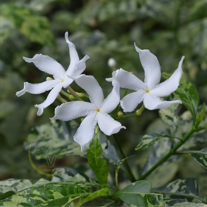 White Tabernaemontana Flower Seeds – Heirloom, Non-GMO, High Germination Organic Garden Seeds for Planting