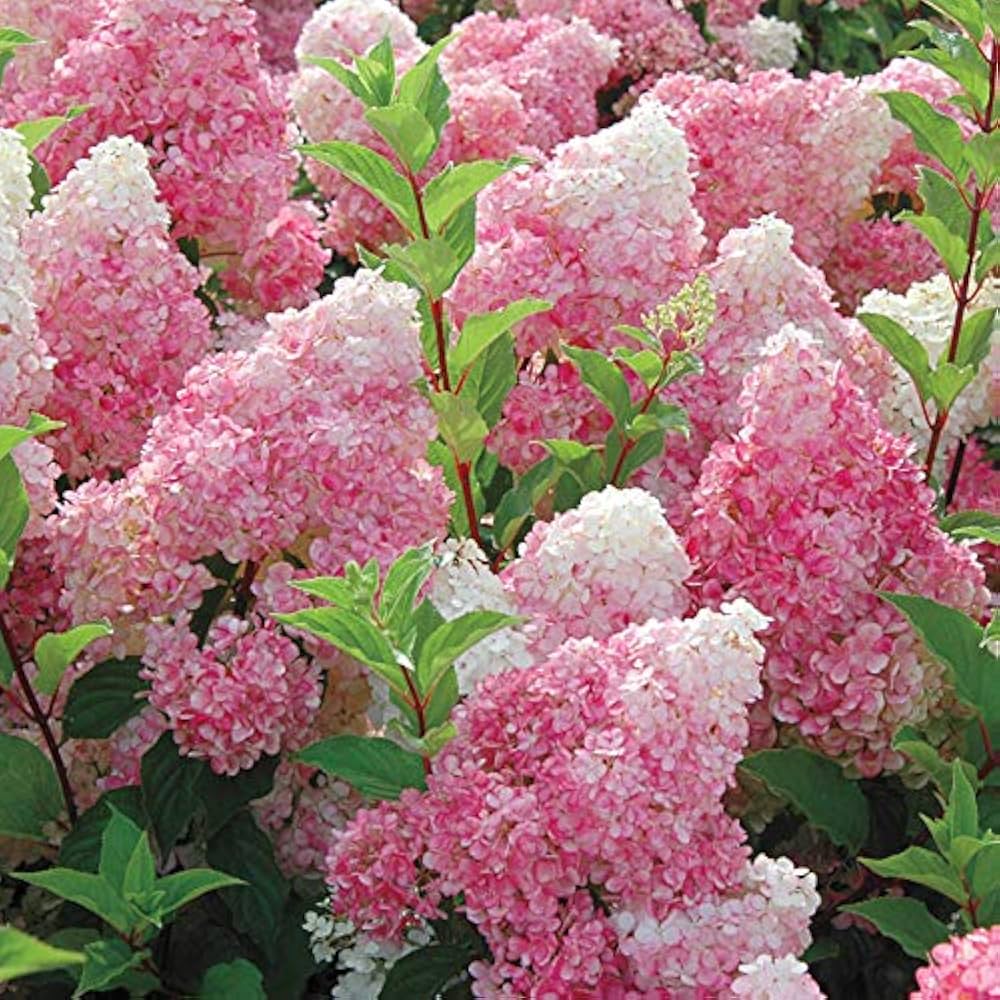 white pink flower seeds