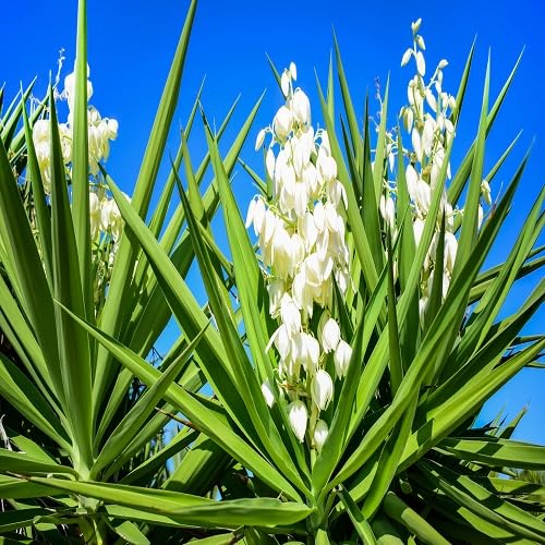 Yucca Flower Seeds for Planting | Heirloom Non-GMO High Germination Organic