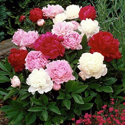 white precious flower seeds