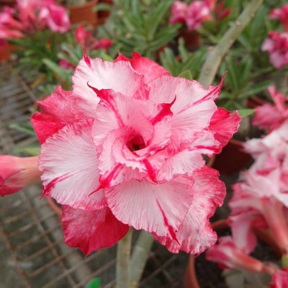 desert rose flower seeds