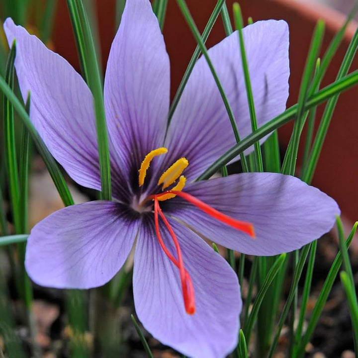 Light Violet Crocus Flower Seeds – Heirloom Non-GMO High Germination Seeds