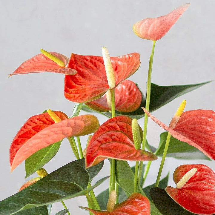 Orange Anthurium Flower Seeds – Heirloom, Non-GMO, High Germination Seeds