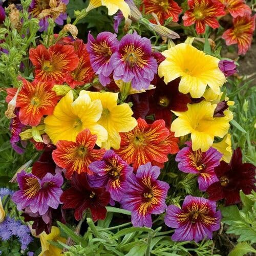 Salpiglossis Flower Seeds – Heirloom Non-GMO High Germination Organic Garden Seeds