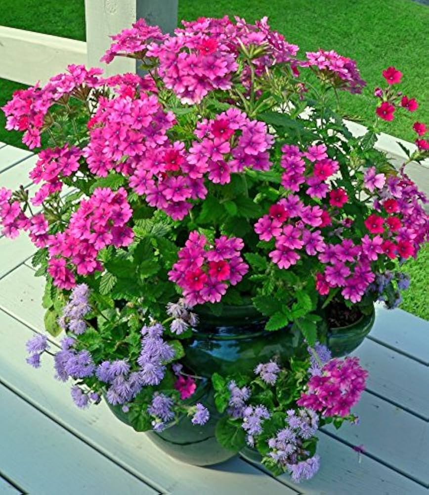 blue lemony flower seeds