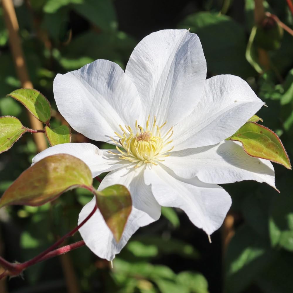 White Clematis Autumn Flower Seeds Heirloom Non-GMO High Germination Organic Garden Seeds for Planting