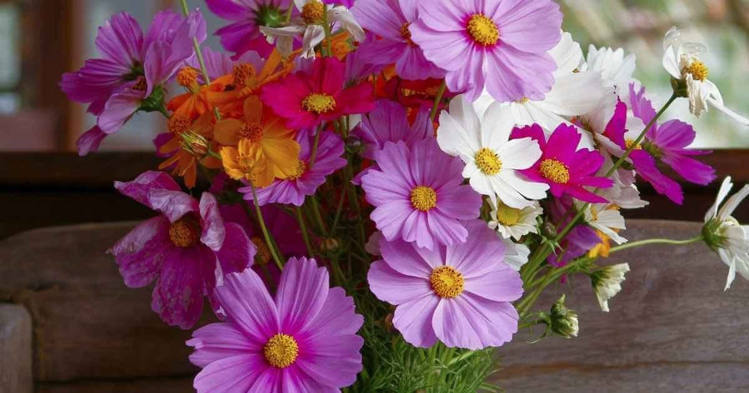 kosmos blumensamen flower seeds