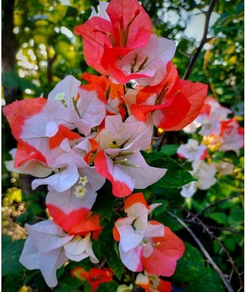 Red White Bougainvillea Flower Seeds – Heirloom, Non-GMO, High Germination, Organic Garden Seeds