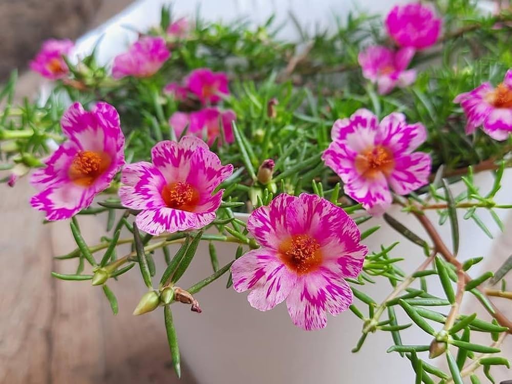 portulaca portulaca flower seeds