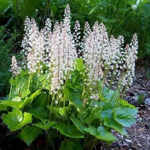 White Tiarella Cordifolia Flower Seeds Heirloom Non-GMO High Germination Organic Garden Seeds