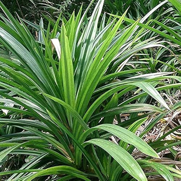 Pandan Seeds for Planting, Tropical Gardens - Heirloom &amp; Non-GMO Seeds