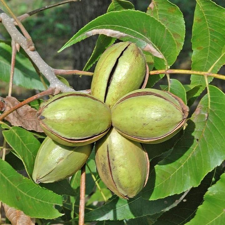 Green Pecan Seeds Heirloom Non-GMO High Germination Organic Garden Seeds for Planting