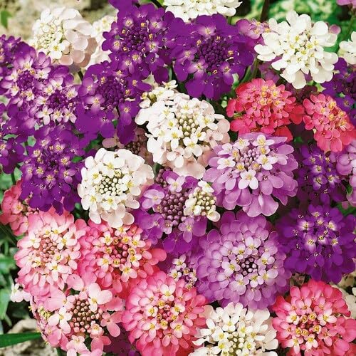 Mixed Iberis Flower Seeds – Heirloom, Non-GMO, High Germination Seeds