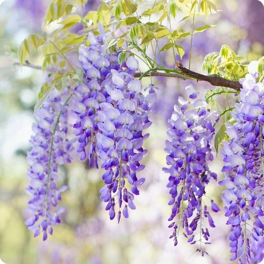 purple purple flower seeds