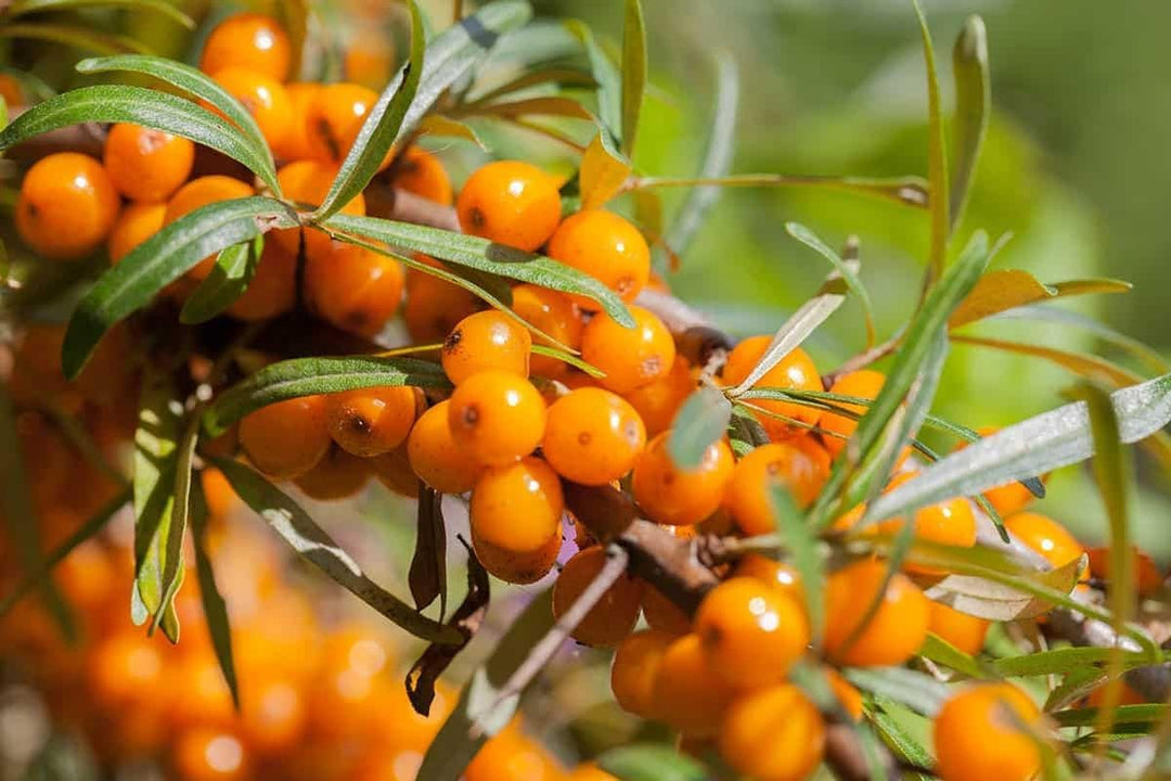 orangeseabuckthornfruitheirloomnongmo flower seeds