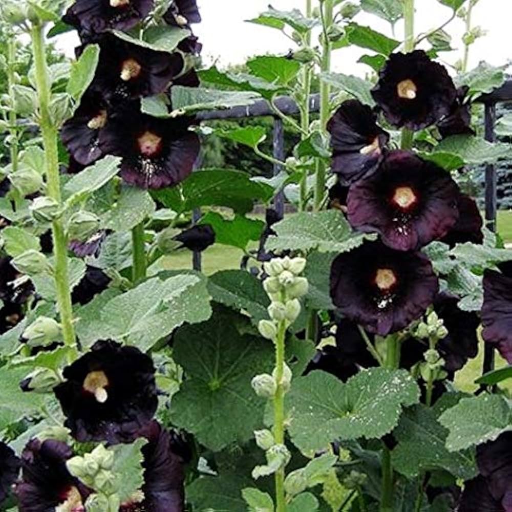 black black flower seeds