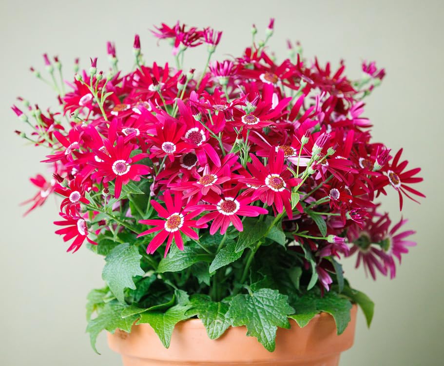 Senetti Flower Seeds for Planting – Heirloom, Non-GMO, High Germination Organic Garden Seeds