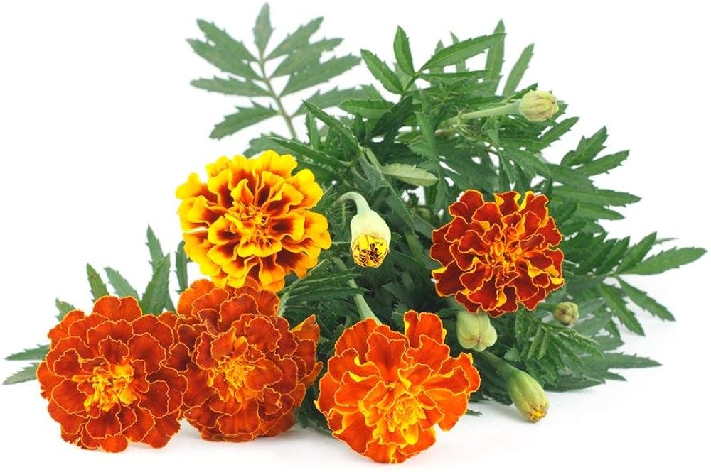 dainty marietta flower seeds