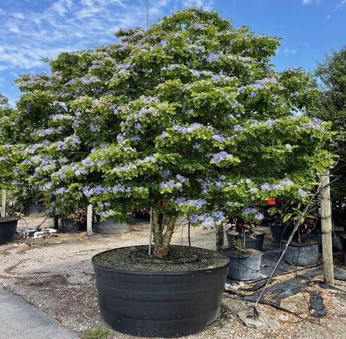 green lignum flower seeds