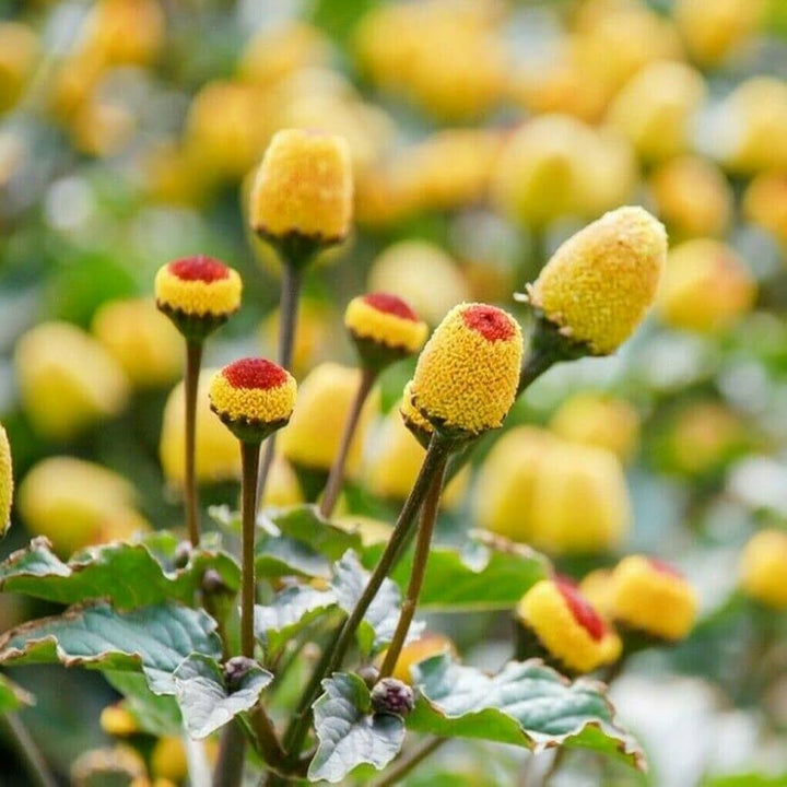 Yellow Acmella Oleracea Flower Seeds for Planting – Heirloom Non-GMO Organic Garden Seeds