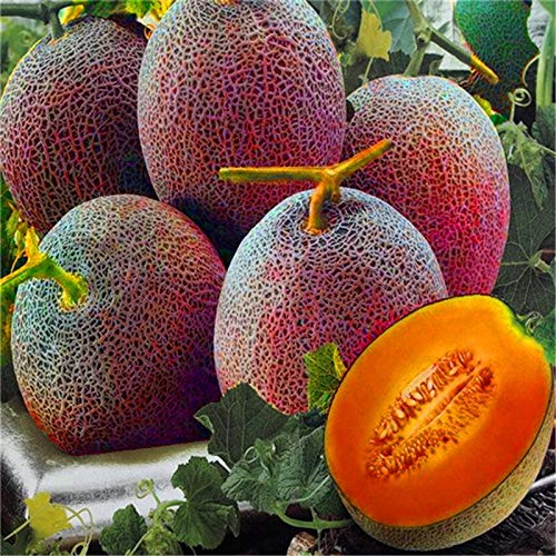 Melon Lesya Fruit Seeds for Planting – Heirloom, Non-GMO, High Germination Organic Garden Seeds for Sweet, Juicy Melons