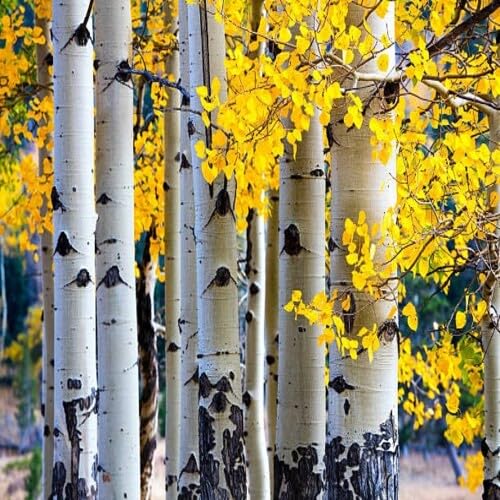 yellowquakingaspentreeheirloomnongmo flower seeds