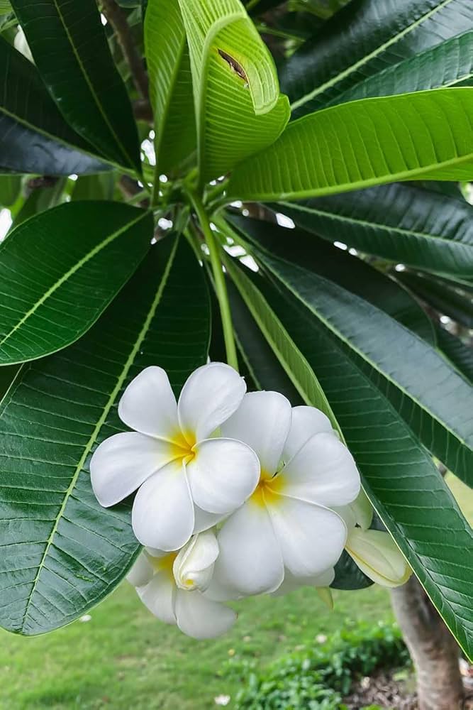Giant Plumeria Flower Seeds White – Heirloom Non-GMO High Germination Seeds