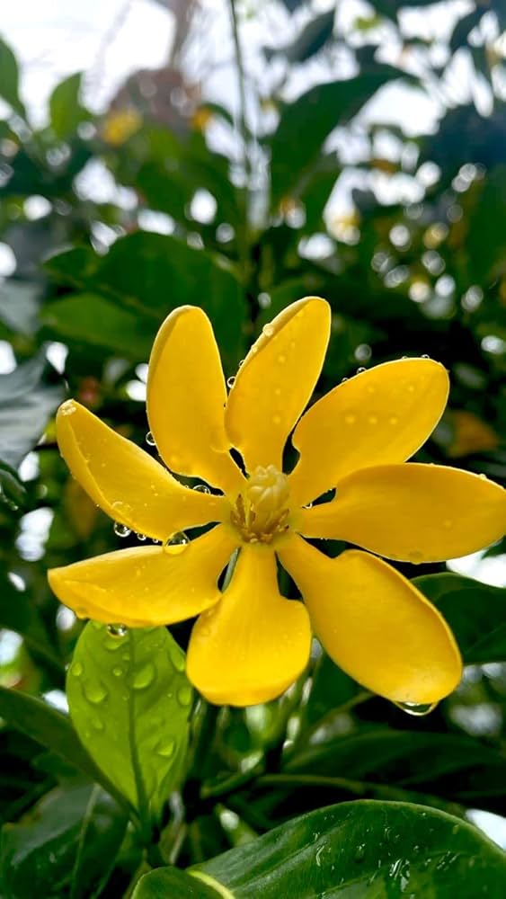 Yellow Gardenia Flower Seeds – Heirloom Non-GMO High Germination Organic Seeds