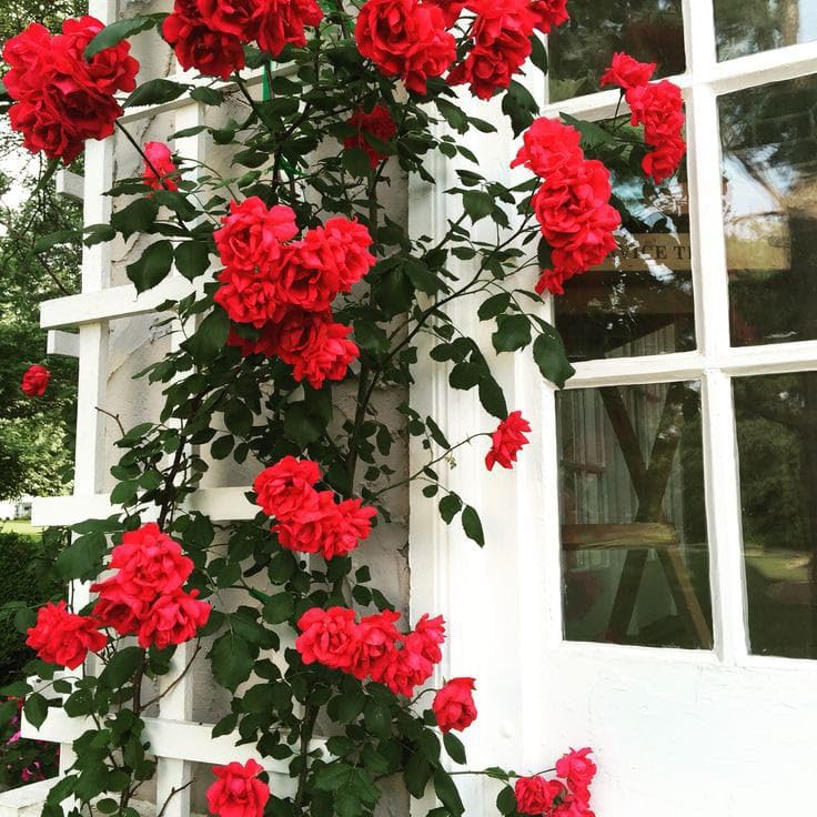 red climbing flower seeds