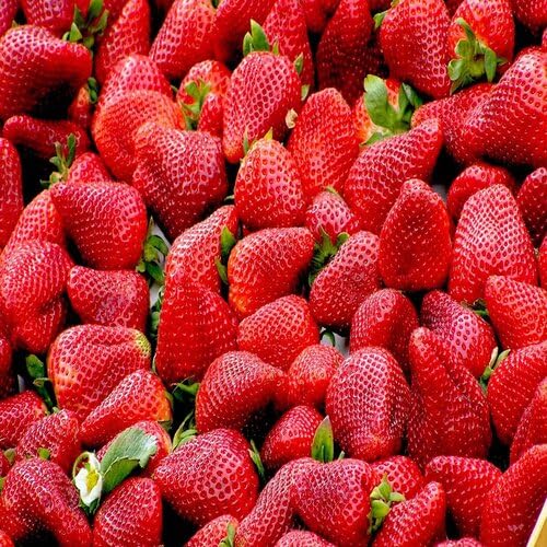 Red Strawberry Seeds – Heirloom, Non-GMO, High Germination Organic Garden Seeds