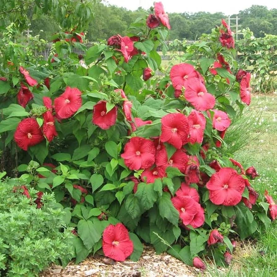 dinner plate flower seeds