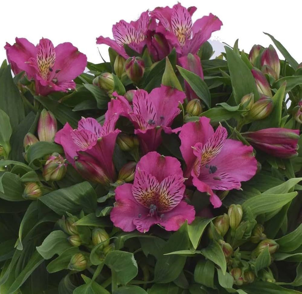 Semillas de flores de alstroemeria rosa – Variedad tradicional, no transgénicas, semillas de alta germinación