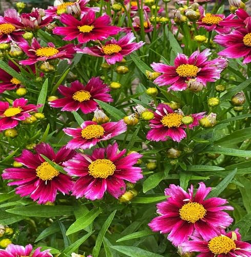 pink coreopsis flower heirloom non-gmo seeds