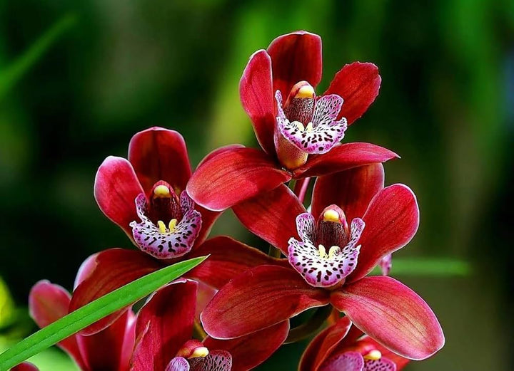 Red Blooming Orchid Flower Seeds – Heirloom, Non-GMO, High Germination Organic Garden Seeds for Planting