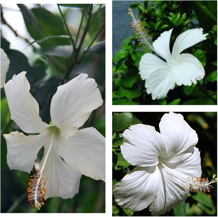 White Hibiscus Flower Seeds – Heirloom, Non-GMO, High Germination Seeds