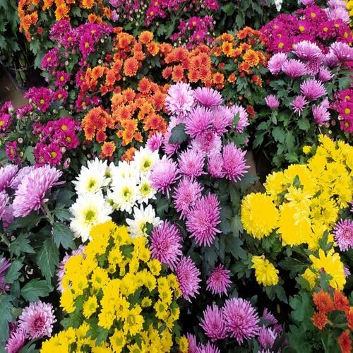 Mixed Chrysanthemum Flower Seeds – Heirloom, Non-GMO, High Germination Seeds