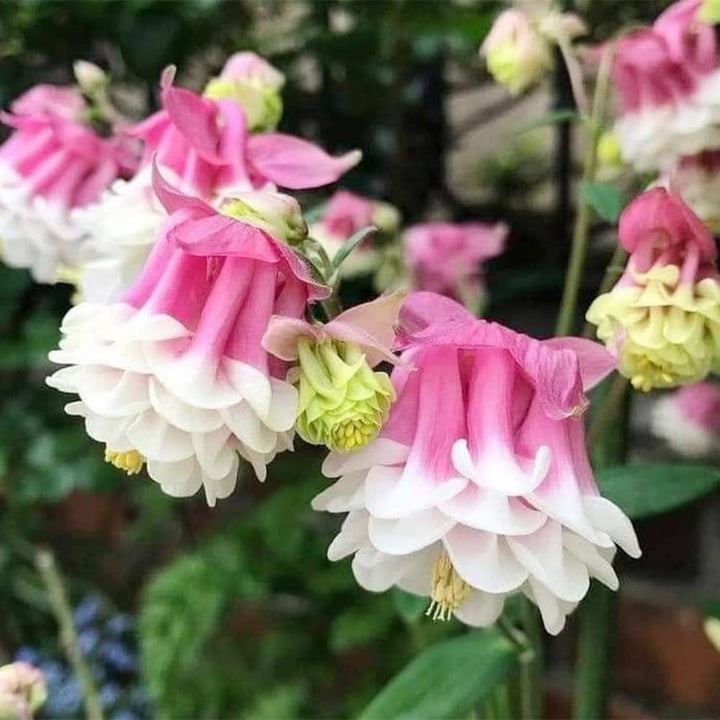 pink pink flower seeds