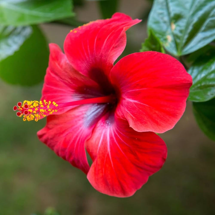 Semillas de flor de hibisco rojo – Variedad tradicional, sin OGM, semillas de alta germinación