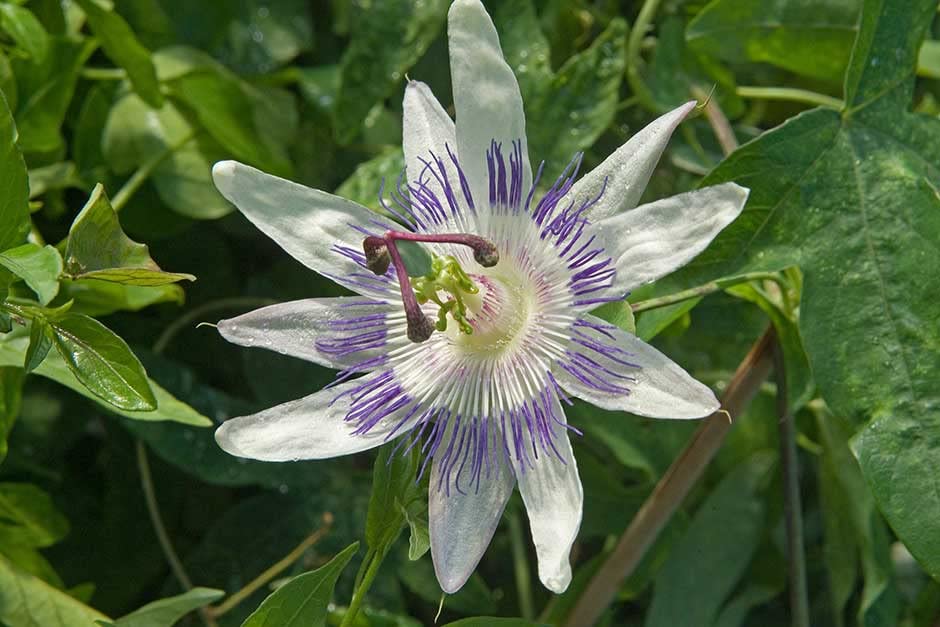 Passion Seeds Yellow Heirloom Non-GMO High Germination Organic Garden Seeds for Planting