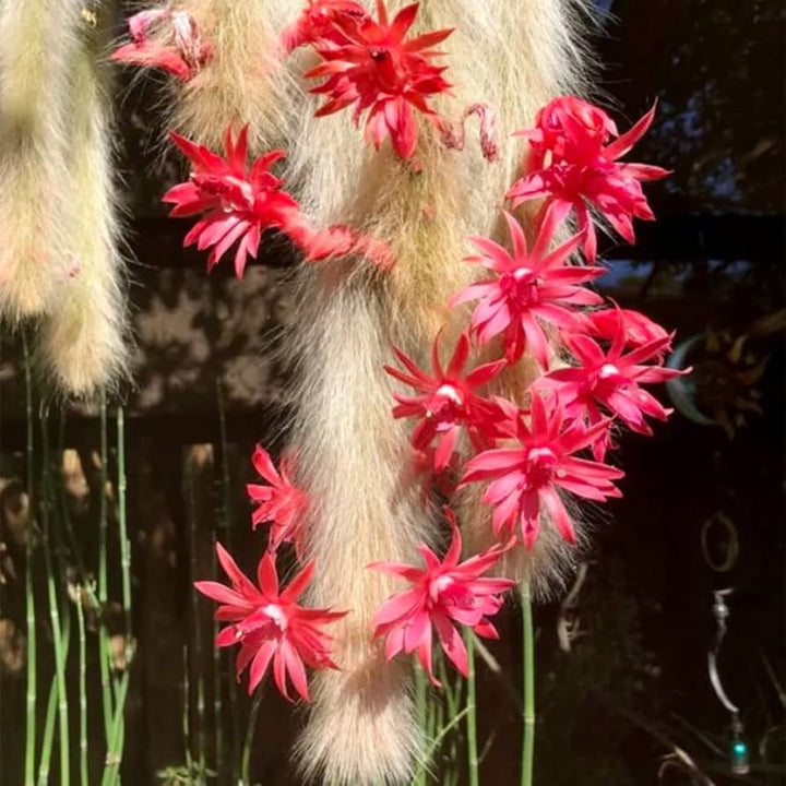 Hildewintera Flower Seeds – Heirloom, Non-GMO, High Germination Seeds