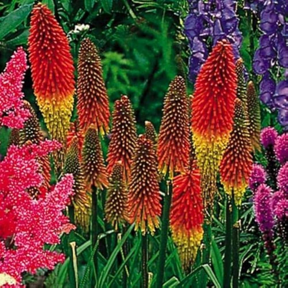 torch lily flower seeds