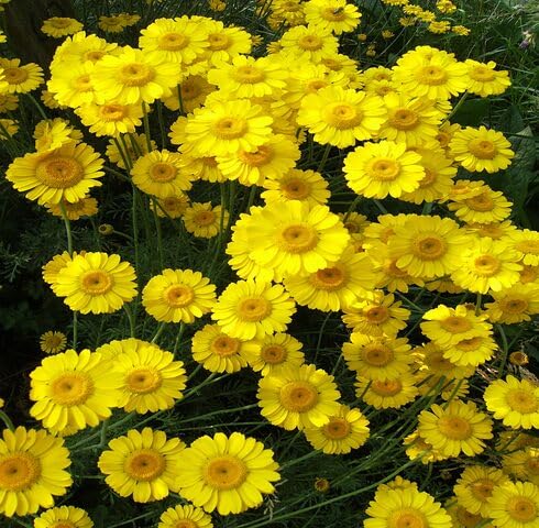 Yellow Chamomile Flower Seeds – Heirloom, Non-GMO, High Germination Organic Garden Seeds