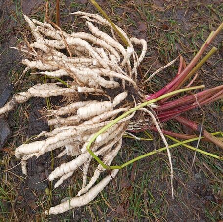 White Skirret herb seeds
