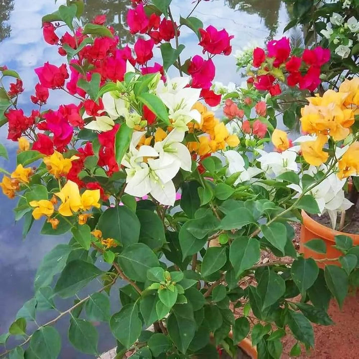Mix Bougainvillea Flower Seeds Heirloom Non-GMO High Germination Organic Garden Seeds for Planting
